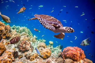 Eretmochelys imbricata © Andrei Armiagov