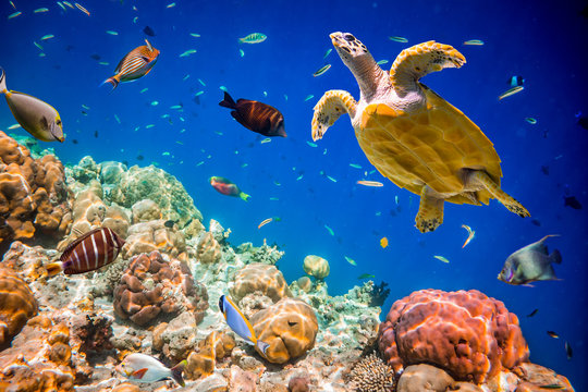 Eretmochelys imbricata
