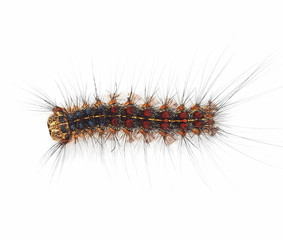 Gypsy moth caterpillar (Lymantria Dispar) isolated on white