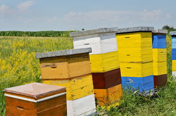 Beehives in a field of wild flowers