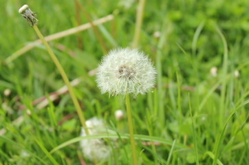 Field of white fluffy dandelions