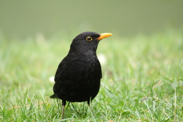 Merle noir (Turdus merula)