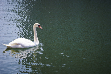 Swan
