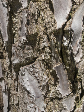 Textura corteza árbol.