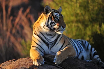 Crédence de cuisine en verre imprimé Tigre Portrait d& 39 un tigre