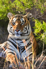 Fototapeta premium Portrait of a tiger