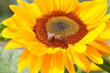 Obraz premium Sunflower