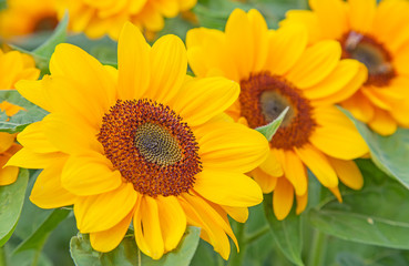 Sunflower