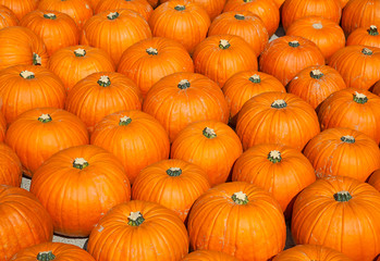 Colorful pumpkins
