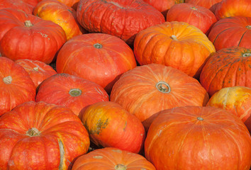 Colorful pumpkins
