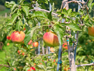 Apple garden