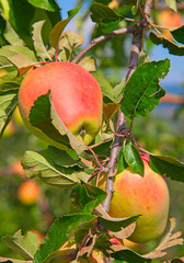 Apple garden