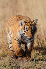 Young tiger on the move