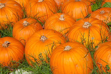 Colorful pumpkins