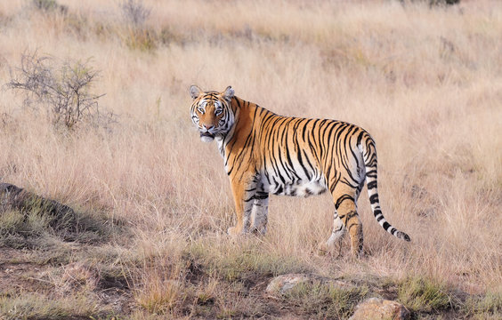 Fototapeta Portrait of a tiger