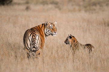 Naklejka premium Tygrysia matka ze swoim młodym