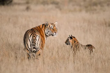 Crédence de cuisine en verre imprimé Tigre Une mère tigre avec son petit