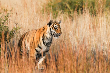 Fototapeta na wymiar Portret młodego tygrysa
