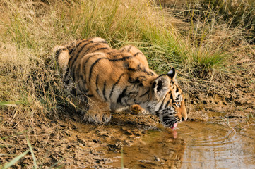 Shot of a young tiger having a drink