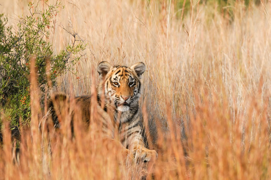 Portrait of a young tiger