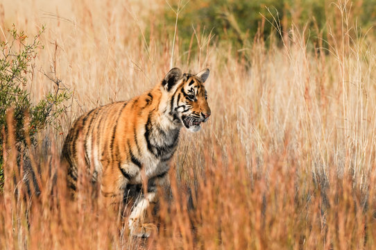 Portrait of a young tiger