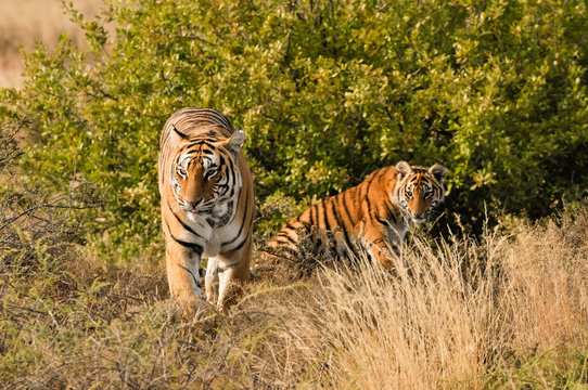 A Tiger Mother With Her Cub