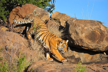 shot of a tiger coming down from a rock
