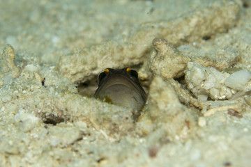 Fish_003