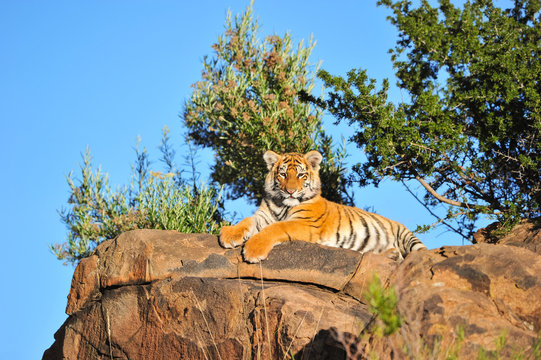 Fototapeta Portrait of a young tiger