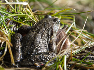 Frosch im Nationalpark Jasmund