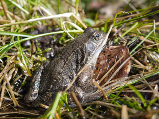 Frosch im Nationalpark Jasmund