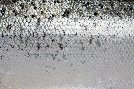 Salmon fish scale