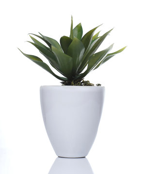 Plant in White pot