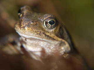 Frosch im Nationalpark Jasmund