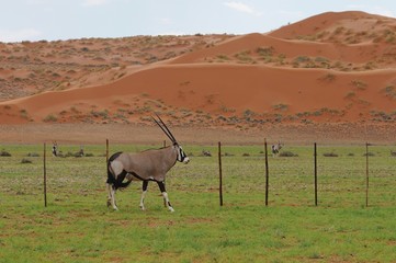 Oryx in den Tirasbergen während der Regenzeit