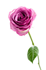 Pink rose isolated on white