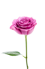 Pink rose isolated on white