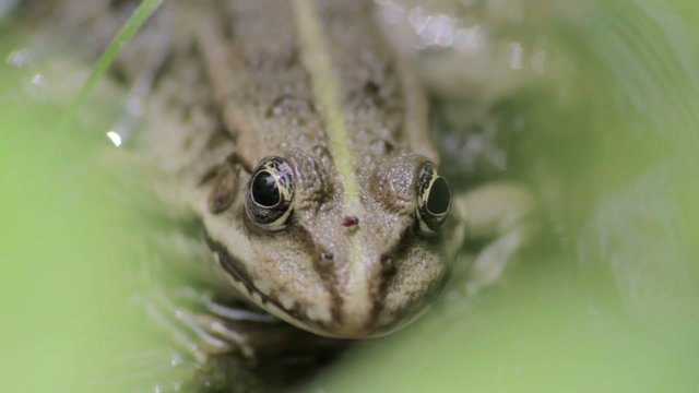 Grenouille verte