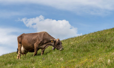 vache au pré