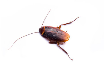 Dirty cockroach