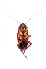 Cockroach