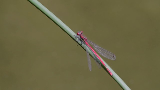 Demoiselle rouge