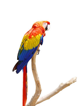 Colorful Parrot on a Tree Branch