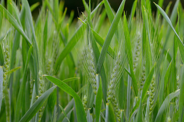 Wheat field