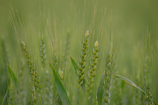 Close-up of wheat ears