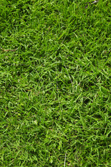 many green long leaf in sun light