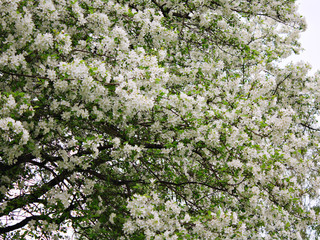 blossom apple tree