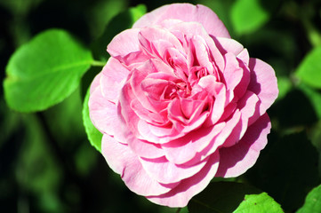 rosa Duftrose