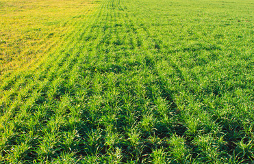 green grass texture