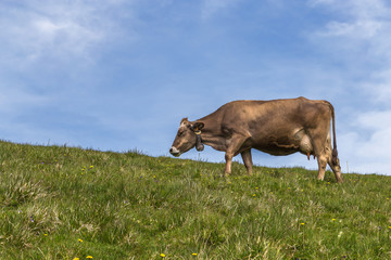 vache au pré